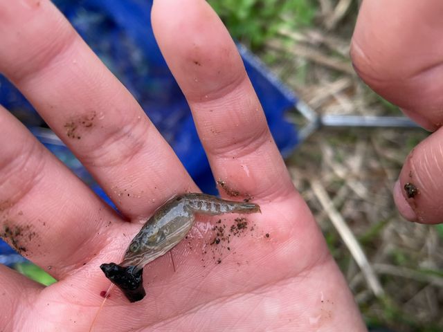 敷地内の池にザリガニの赤ちゃんがいました。_観光農園ジジの山