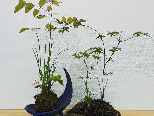 キッチン雑貨 苔玉 SAKURAS