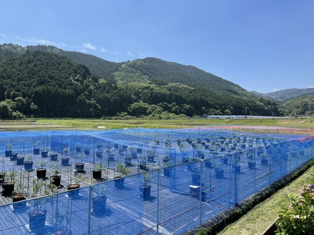 ブルーベリーファームきたら