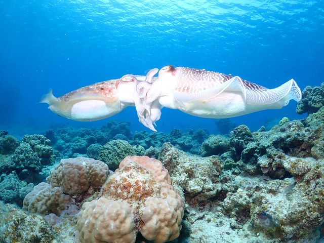 Sea connection