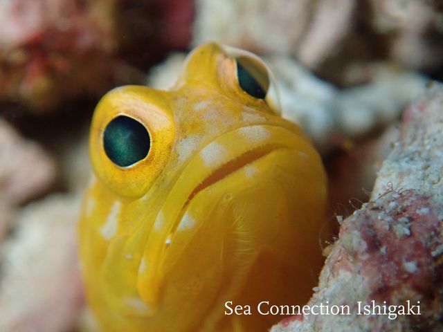 Sea connection