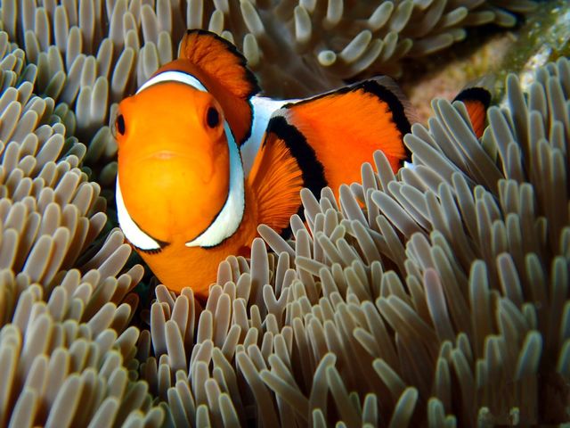 カクレクマノミ_ライクアドルフィン石垣