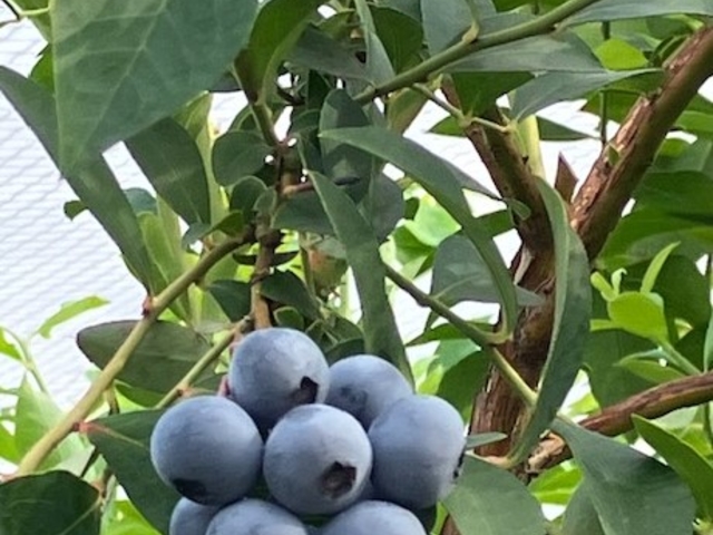 大粒のブルーベリーがどんどん実ってます。_ニローネの里 ブルーベリーファーム