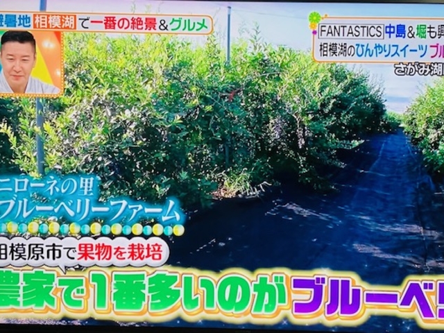 ニローネの里 ブルーベリーファーム