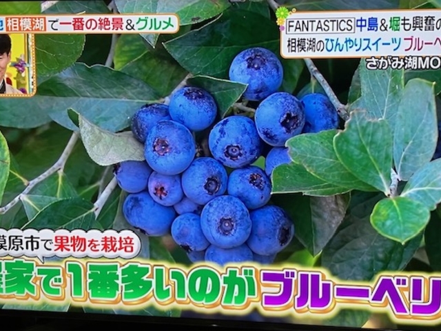 ニローネの里 ブルーベリーファーム