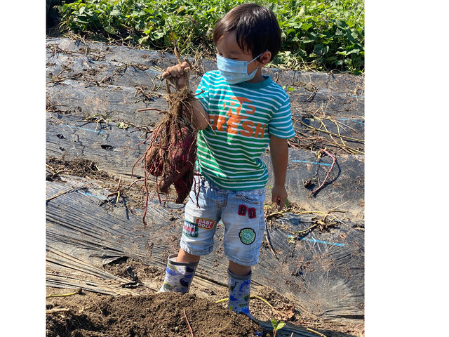1株で3〜4本。スーパーでは見られない、大きな芋も掘れます_おわせむかい農園