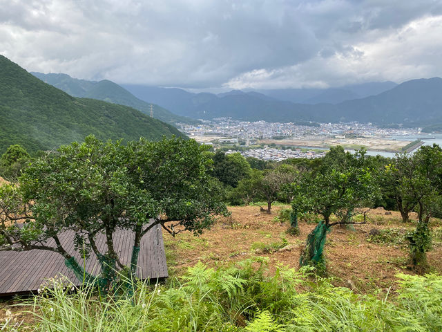 甘夏ばたけもあります。奇跡の甘夏。
詳細はおわせむかい農園のHPご覧ください_おわせむかい農園