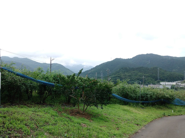 市川農場