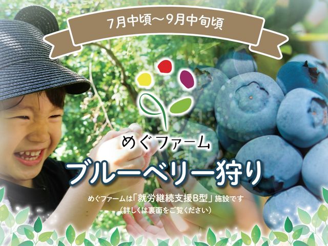 7月中旬よりブルーベリー狩り開始♪_めぐファーム・ゴカ