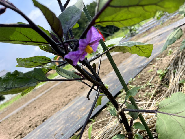 ナスの花も咲いています♪_めぐファーム・ゴカ
