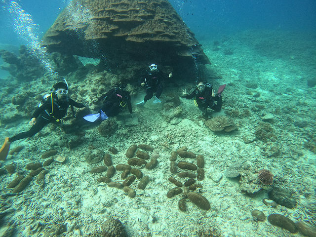 竹富島の海底温泉へ_OG DIVE SERVICE
