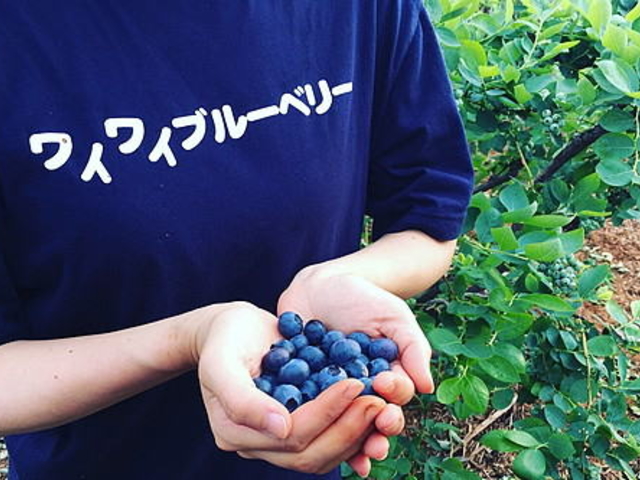 ワイワイブルーベリー