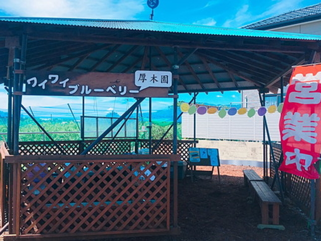 ワイワイブルーベリー