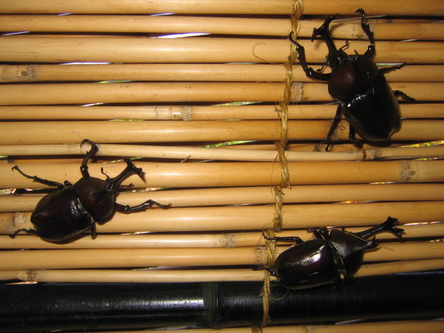 元気なカブト虫_富士山邑ファーム