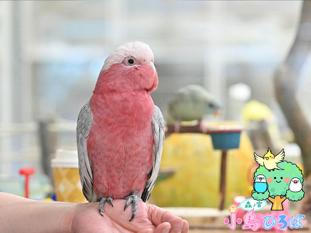 森ノ宮 小鳥ひろば