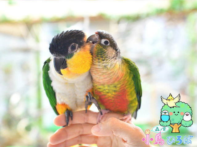 森ノ宮 小鳥ひろば