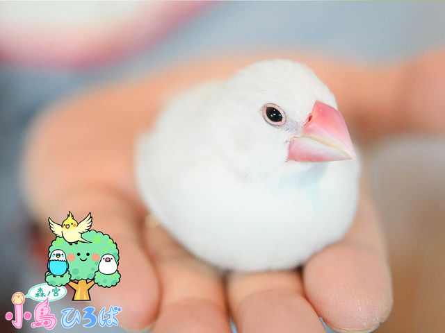 森ノ宮 小鳥ひろば