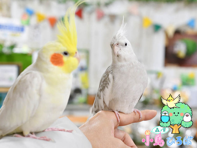 森ノ宮 小鳥ひろば