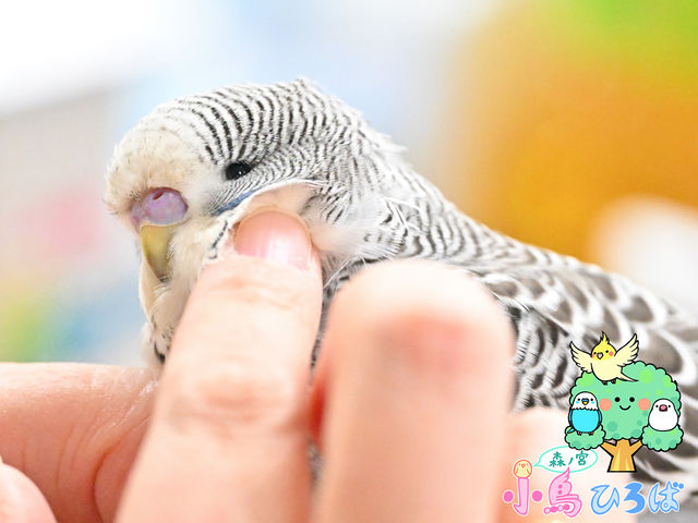 森ノ宮 小鳥ひろば