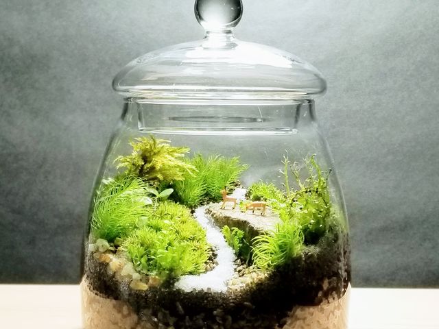 苔むす屋