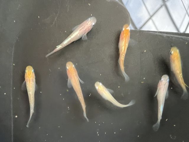 メダカのアクアリウム作り体験_博多南自然体験ファーム