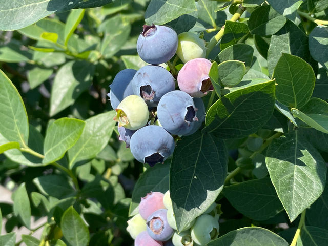 美味しいブルーベリー_もちだブルーベリー園