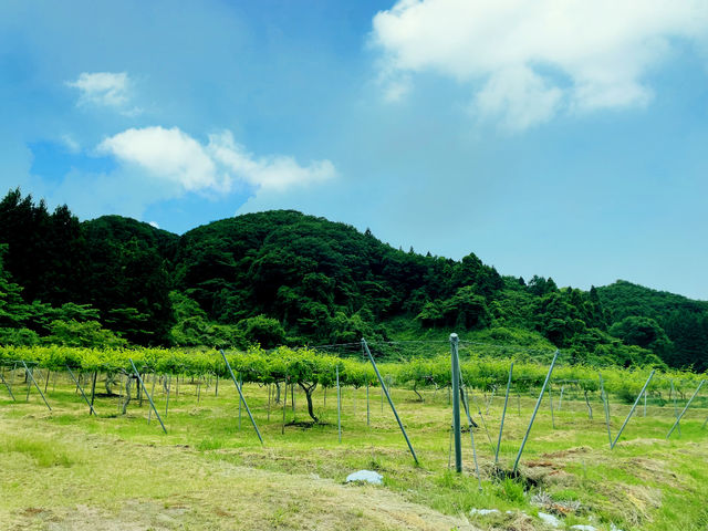 自然をお楽しみください!_玉川村さるなし生産組合