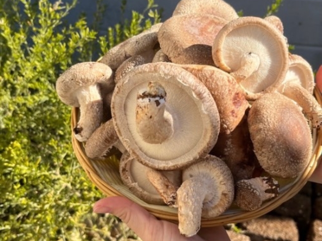 しいたけ狩り体験お土産付(採ったしいたけ800g+乾燥しいたけ50g)_アグリバンク