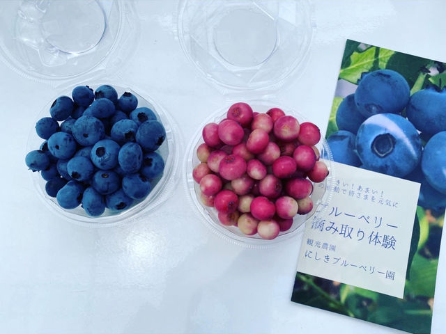 にしきブルーベリー園