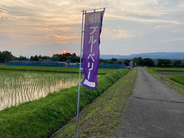 にしきブルーベリー園