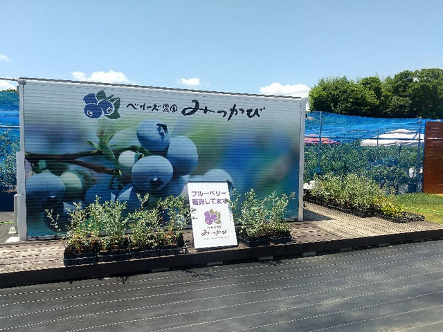 ベリーズ農園みっかび