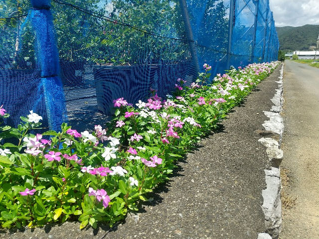 ベリーズ農園みっかび