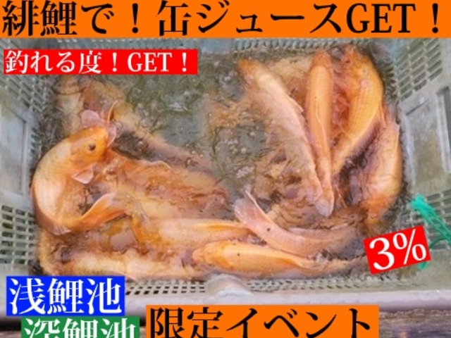 【緋鯉】が釣れると【缶ジュース】GET!_つり堀・南畑R463