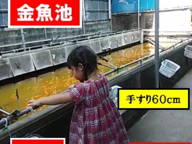 一番安全に!一番簡単に!釣る!【金魚池】_つり堀・南畑R463