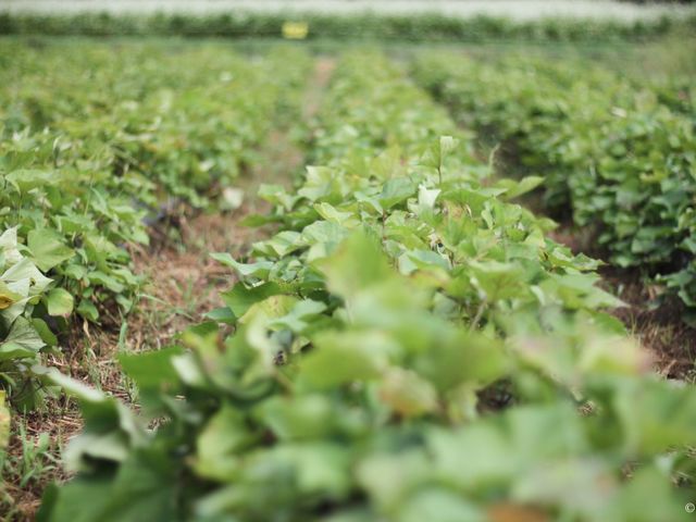 栽培期間中農薬不使用の畑は安心安全!_カズ屋