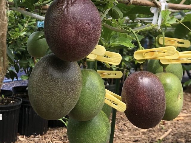 パッションフルーツ栽培_荒井農園