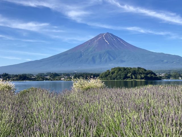 大石公園からの河口湖ラベンダー富士山_河口湖大石ブルーベリー生産組合