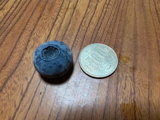 500円玉サイズのブルーベリー_ブルーベリースターみかわ