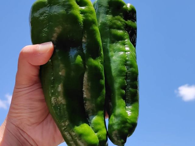 CamatoQuwa