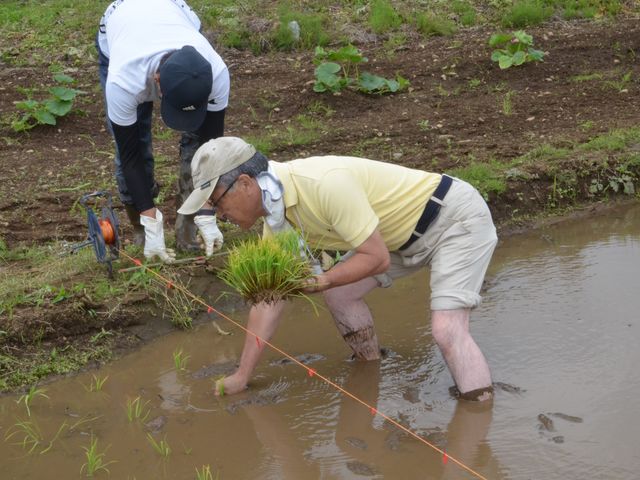 季節に応じて、田植えや稲刈り、芋掘りなども予定しています_ぐんま高山農業体験
