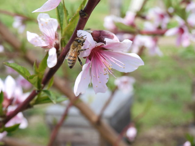 自然の味をそのまんま_横手養蜂園