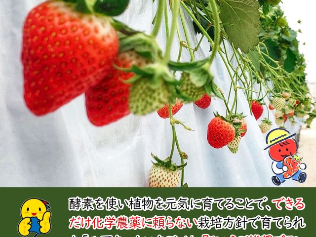 八百ちゃんいちご狩り