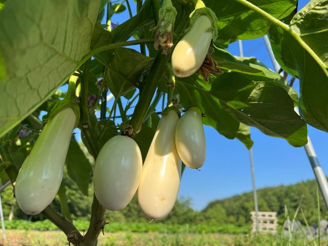 なかなか手に入りにくいお野菜もありますよ_58ロハスファーム ブルーベリー狩り