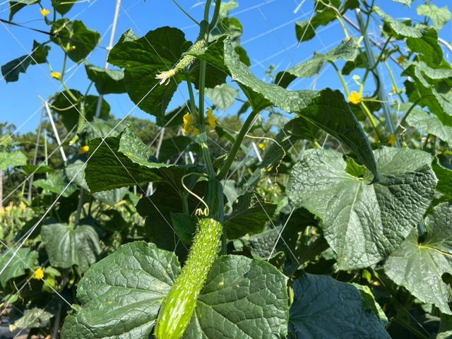 採りたてのお野菜は味も格別です!_58ロハスファーム ブルーベリー狩り