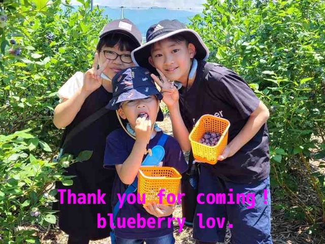 ブルーベリー狩り_豊かな実り農縁 ブルーベリーlov.