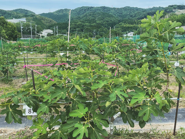 ぐんぐん成長中です!_株式会社マイファーム 福岡