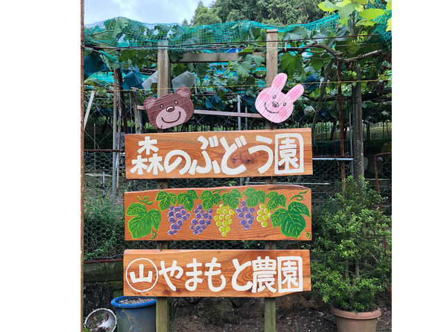 山本(〇山)農園(柏原市観光ぶどうセンター)