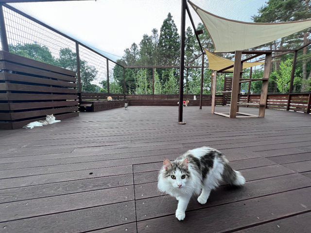 那須の猫カフェ RIEN
