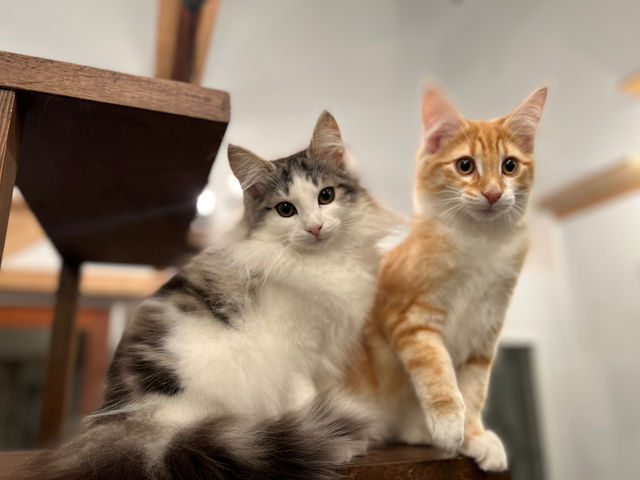 ノルウェージャンフォレストキャット専門猫カフェRIEN_那須の猫カフェ RIEN