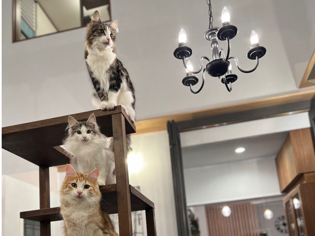 那須の猫カフェ RIEN